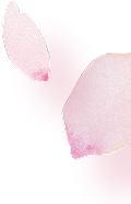 SP花びら01